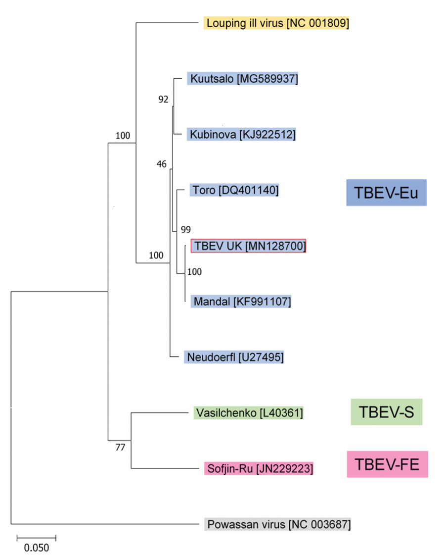 Phylogenetic relationship between TBEV-UK from a tick in the United Kingdom and contemporary strains of TBEV. The tree was constructed with a maximum-likelihood analysis using full-length complete TBEV genomes and is rooted with the tickborne Powassan virus. GenBank accession numbers of each sequence are provided in brackets. TBEV, tick-borne encephalitis virus; TBEV-Eu, TBEV-European; TBEV-FE, TBEV-Far Eastern; TBEV-S, TBEV-Siberian; TBEV-UK, TBEV-United Kingdom.