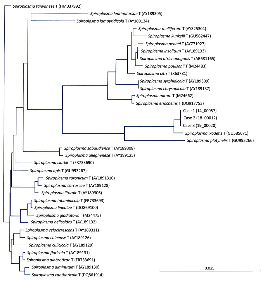 Neighbor-joining unrooted tree based on bacterial rrs gene sequences from the crystalline lens samples from 3 newborns with cataract and uveitis (case-patient 1, sample 14_00057; case-patient 2, sample 18_00012; case-patient 3, sample 19_00020). The 14_00057 (case-patient 1 and 19_00020 (case-patient 3) sequences differed by 1 nt along the 1,284-bp bacterial rrs gene, and the 18_00012 sequence (case-patient 2) harbored 2 additional nucleotides and differed from 14_00057 by 3 nt and from 19_00020