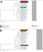 Thumbnail of Genome recombination analysis of the IA70388-R strain of porcine reproductive and respiratory syndrome virus, United States, 2018. A) UPGMA of region derived from major parent (1–6742). B) UPGMA of region derived from major parent (6743–15642 nt). Phylogenies of the parent strains were identified using RDP version 4.24 software (http://web.cbio.uct.ac.za/~darren/rdp.html). Red indicates the recombinant (IA70388-R); green indicates the major parent strain (the Fostera vaccine strain)