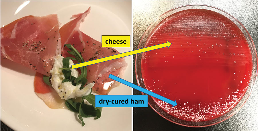 Culture of cheese and dry-cured ham on blood agar medium from investigation of patient with Leuconostoc lactis and Staphylococcus nepalensis bacteremia, Japan. The colonies, cultured from cheese, were identified as L. lactis by matrix-assisted laser desorption/ionization time-of-flight mass spectrometry mass spectrometry; however, the colonies derived from dry-cured ham were identified as S. equorum and S. xylosus but not as S. nepalensis.