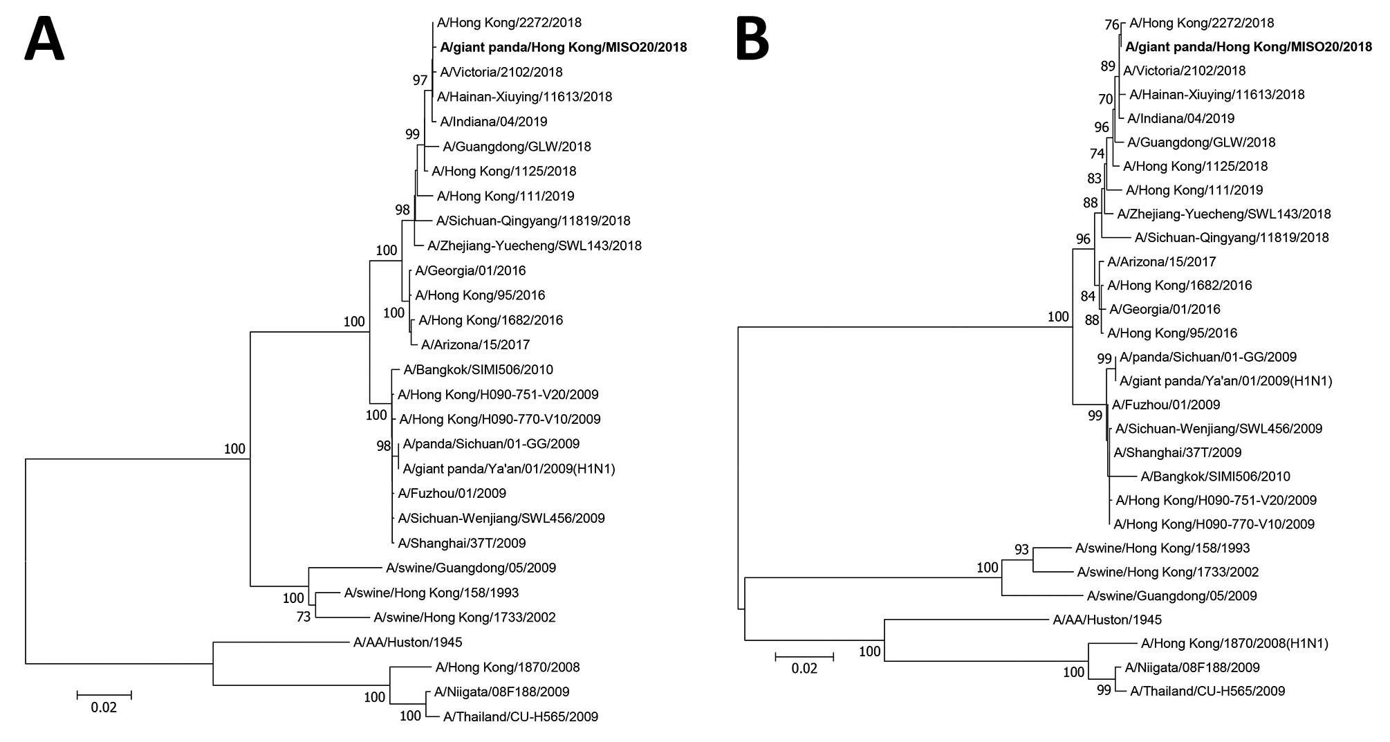 Phylogenetic analyses of (A) hemagglutinin and (B) neuraminidase gene sequences of influenza A(H1N1)pdm09 (A/giant panda/Hong Kong/MISO20/2018) isolated from a giant panda in Hong Kong, China (bold), and other previously characterized strains retrieved from GISAID. The trees were constructed by the neighbor-joining method using Kimura 2-parameter in MEGA6 (http://www.megasoftware.net). A total of 1,691 nt positions in hemagglutinin and 1,404 in neuraminidase genes were included in the analyses. 
