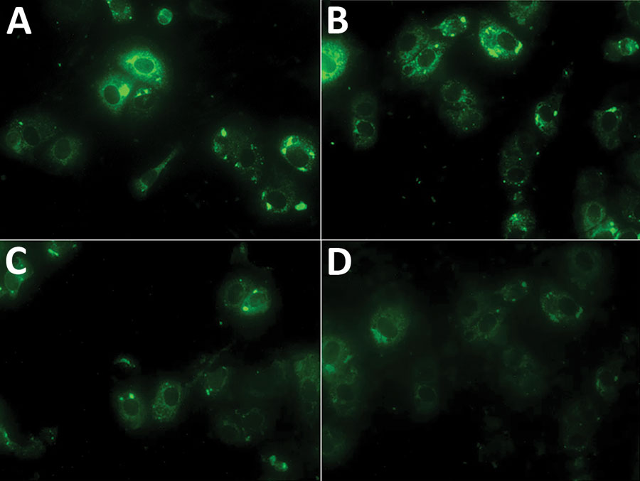 Indirect immunofluorescence assay results for Crimean-Congo hemorrhagic fever virus for 4 samples from humans that were positive by ELISA, Pakistan, 2016–2017. A, B) Samples at 1:100 dilution. C, D) Samples at 1:20 dilution.
