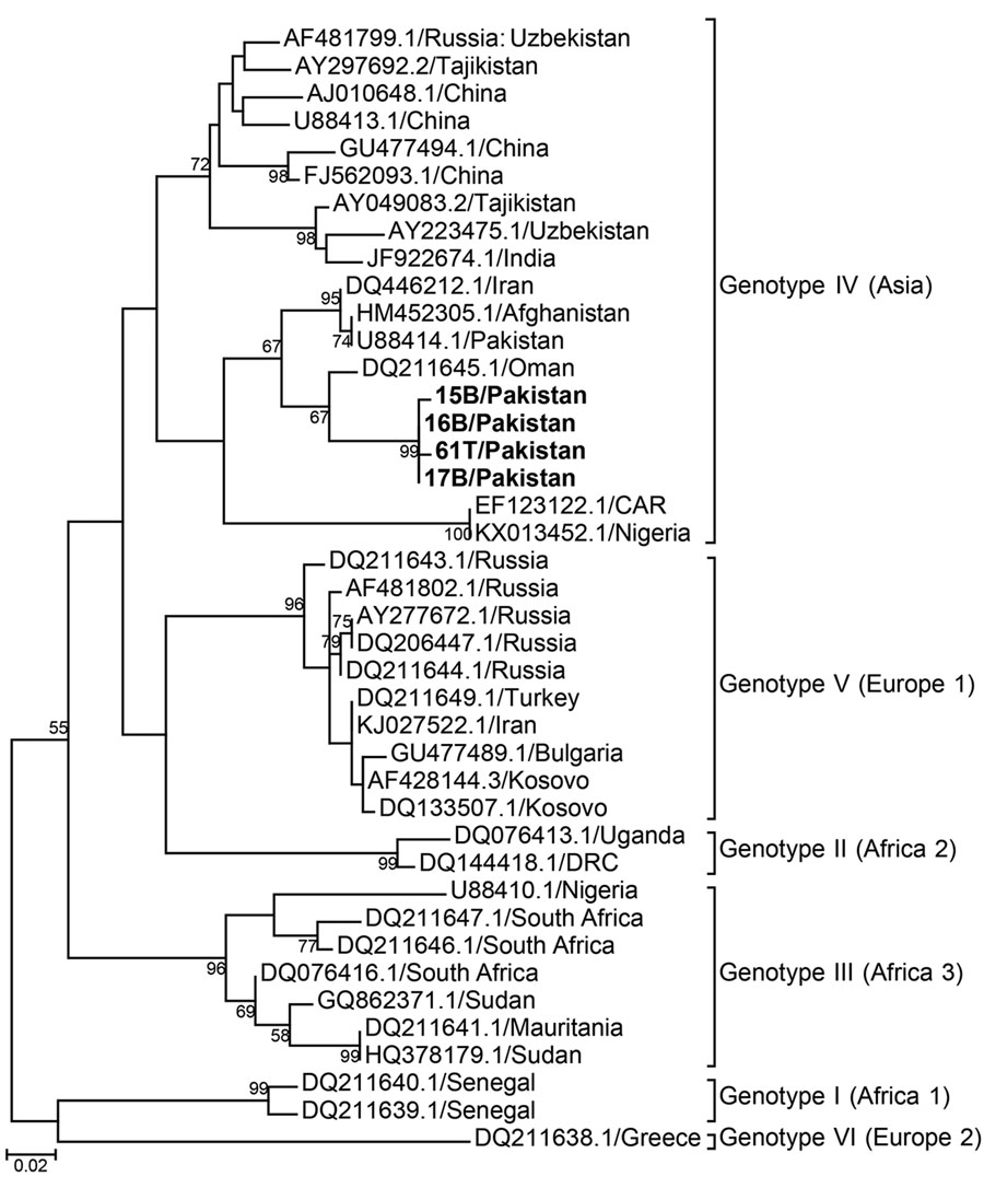 Phylogeny of Crimean-Congo hemorrhagic fever virus, Pakistan, 2016–2017 (bold text), and reference viruses, based on partial small gene sequences. Numbers at branch nodes indicate bootstrap support values. GenBank accession numbers are provided for reference sequences. Scale bar indicates nucleotide substitutions per site.