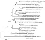 Thumbnail of Phylogenetic relationships of Bartonella ssrA sequences detected in study of zoonotic Bartonella in rabbit fleas, Colorado, USA, compared with reference sequences. This tree was generated based on 253 bp by maximum likelihood and 1,000 bootstrap replicates using the Kimura 2-parameter evolutionary model with gamma-distributed rates among sites. Sample numbers are found in Table 2. GenBank accession numbers are indicated. Scale bar indicates nucleotide substitutions per site.
