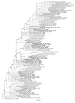 Thumbnail of Maximum-likelihood phylogenetic tree showing relationship of influenza A(H1N1)pdm09 virus from dromedary camel, Nigeria, January 2016 (red circle), relative to other influenza A(H1N1)pdm09 viruses from humans worldwide on the basis of the hemagglutinin gene. Tree was constructed by using a general time-reversible model with FastTree (https://www.geneious.com/plugins/fasttree-plugin) and PhyML (http://www.atgc-montpellier.fr/phyml) (Appendix,). Tree is rooted with an influenza A(H1N1