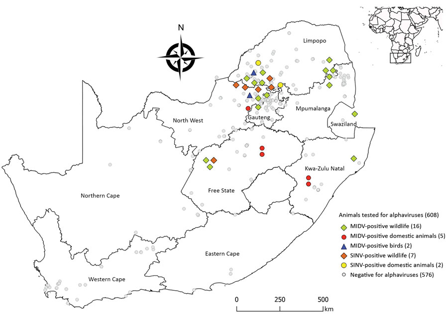 Locations of MIDV and SINV PCR-positive and –negative samples from wildlife, nonequid domestic animals, and avian species, South Africa, 2010–2018. Inset shows location of South Africa in Africa. Values in parentheses are number of animals. MIDV, Middelburg virus; SINV, Sindbis virus. 