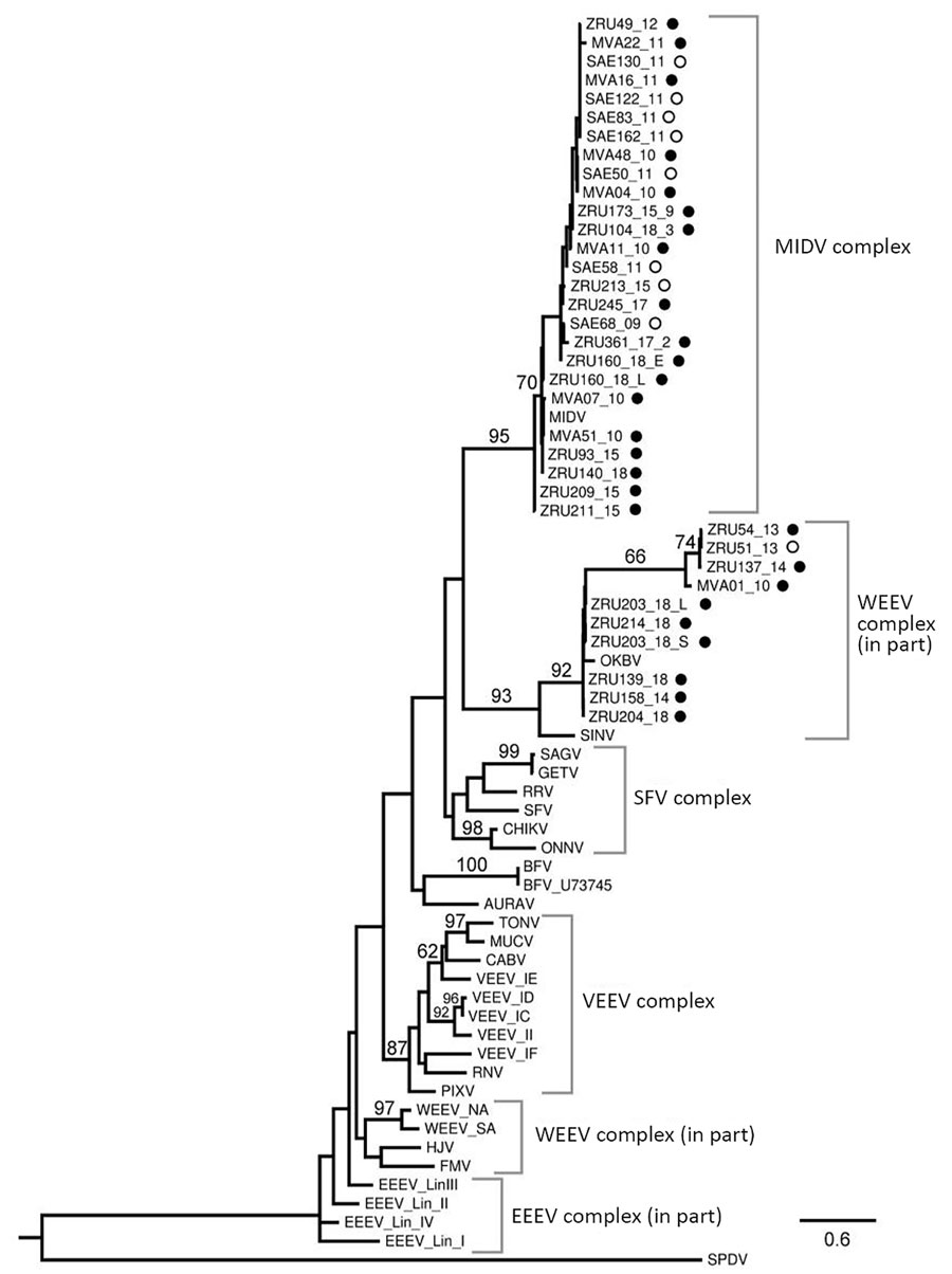 Phylogram of the RNA-dependent RNA polymerase gene (348-bp fragment) of alphaviruses rooted at the midpoint and created by using maximum-likelihood analysis (67 taxa, generalized time-reversible model with gamma distribution of rates across sites). Black circles indicate wildlife, domestic animals, and birds from South Africa, February 2010–September 2018, and open circles indicate previously reported virus-positive horses (11). Numbers on branches are bootstrap support values. Values are shown 