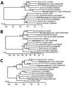 Thumbnail of Phylogenetic relationship of shrew rotaviruses (bold), Germany, 2011–2012, with RVA–RVJ determined by using the deduced amino acid sequences of virus protein 1 (A), virus protein 6 (B), and nonstructural protein 5 (C). Trees were constructed by using a neighbor-joining method implemented in the MegAlign module of DNASTAR (https://www.dnastar.com) and a bootstrap analysis with 1,000 trials and 111 random seeds. Bootstrap values of &gt;50% are shown. The rotavirus species, host, strai