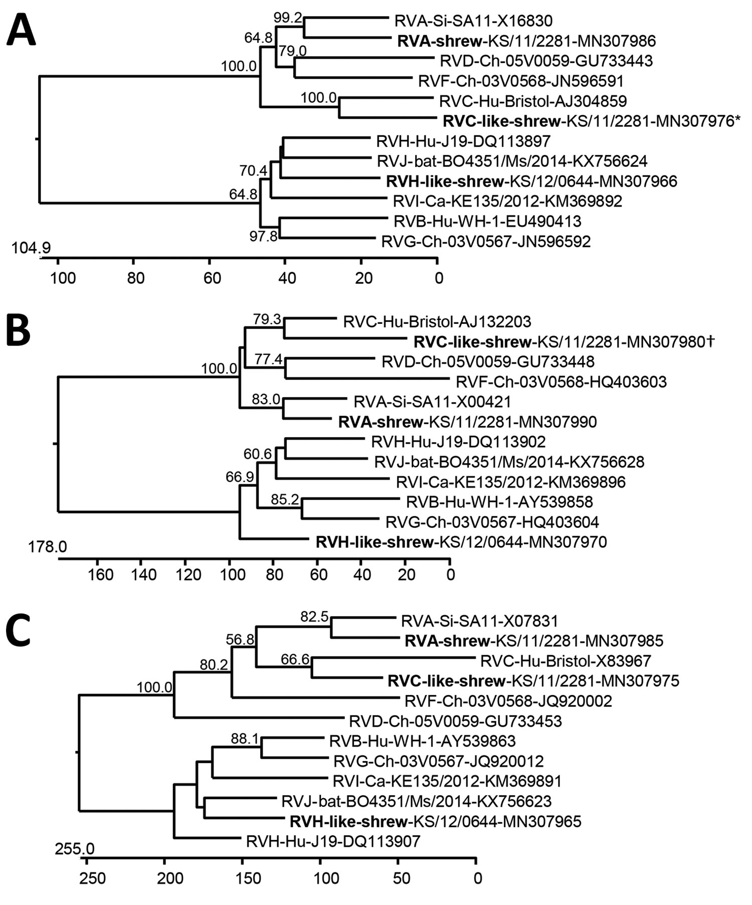 Phylogenetic relationship of shrew rotaviruses (bold), Germany, 2011–2012, with RVA–RVJ determined by using the deduced amino acid sequences of virus protein 1 (A), virus protein 6 (B), and nonstructural protein 5 (C). Trees were constructed by using a neighbor-joining method implemented in the MegAlign module of DNASTAR (https://www.dnastar.com) and a bootstrap analysis with 1,000 trials and 111 random seeds. Bootstrap values of &gt;50% are shown. The rotavirus species, host, strain or sample d
