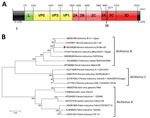 Thumbnail of Genome organization and phylogenic tree of bovine kobuvirus IL35164 isolated from cattle, United States. A) Genome organization with each gene’s initial nucleotide position labeled. The 5′ UTR is located in positions 1–770 and the 3′ UTR is located in positions 8160–8337. B) Phylogenetic tree of complete genomes of 3 Aichivirus species, A, B, and C. The dendrogram was constructed by using the neighbor-joining method in MEGA version 7.0.26 (http://www.megasoftware.net). Bootstrap res
