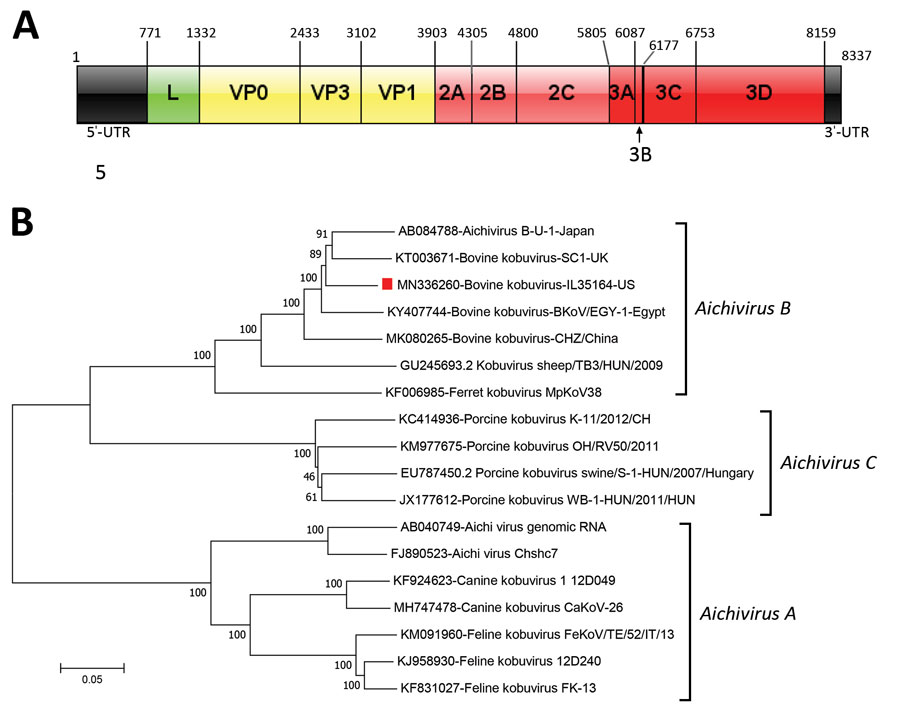 Genome organization and phylogenic tree of bovine kobuvirus IL35164 isolated from cattle, United States. A) Genome organization with each gene’s initial nucleotide position labeled. The 5′ UTR is located in positions 1–770 and the 3′ UTR is located in positions 8160–8337. B) Phylogenetic tree of complete genomes of 3 Aichivirus species, A, B, and C. The dendrogram was constructed by using the neighbor-joining method in MEGA version 7.0.26 (http://www.megasoftware.net). Bootstrap resampling of 1,