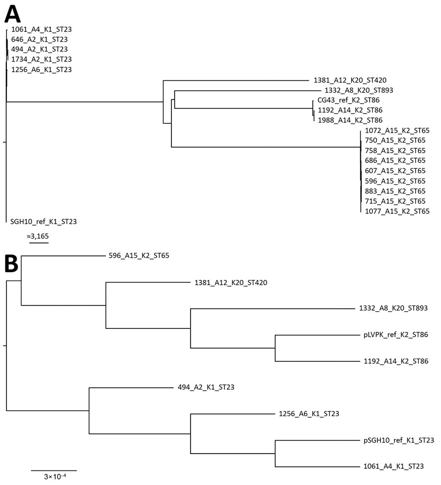 Maximum-likelihood trees of genes from carbapenem-resistant Klebsiella pneumoniae isolates, Singapore, 2013–2015. A) Analysis generated using 63,297 single-nucleotide polymorphism sites in the core genome. The chromosomal sequence of SGH10 (GenBank accession no. CP025080) was used as reference. Isolates are closely related to hypervirulent strains SGH10 and CG43. Scale bar indicates number of single-nucleotide polymorphisms. B) Analysis generated from the alignment of K. pneumoniae virulence pla