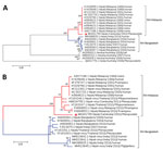 Thumbnail of Maximum-likelihood phylogenetic analysis of NiV CSUR381, Cambodia, 2003 (red triangle), compared with other henipaviruses and NiVs. A) Phylogenetic tree constructed with complete genome sequences. A general time-reversible model was calculated as the best DNA model to conduct this analysis. B) Phylogenetic tree constructed by using the nucleocapsid gene. The Kimura 2-parameter model was calculated as the best DNA model to conduct this analysis. Bootstrap statistical support is marke