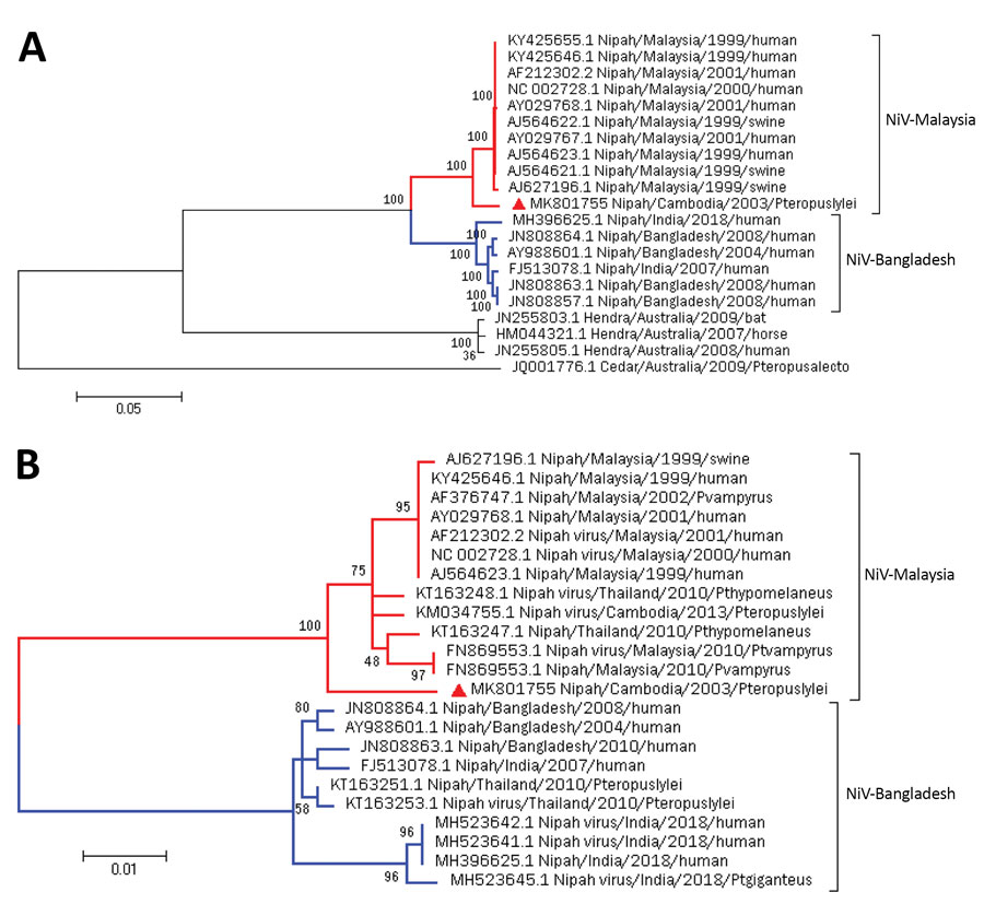 Maximum-likelihood phylogenetic analysis of NiV CSUR381, Cambodia, 2003 (red triangle), compared with other henipaviruses and NiVs. A) Phylogenetic tree constructed with complete genome sequences. A general time-reversible model was calculated as the best DNA model to conduct this analysis. B) Phylogenetic tree constructed by using the nucleocapsid gene. The Kimura 2-parameter model was calculated as the best DNA model to conduct this analysis. Bootstrap statistical support is marked on branch n