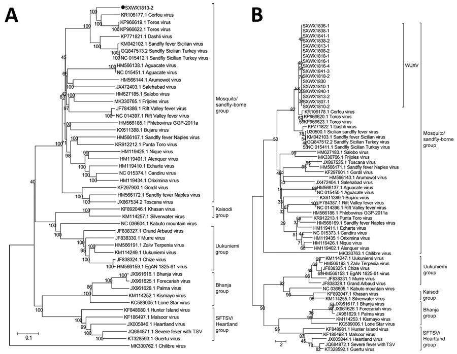 Evolution of nucleotide sequences of the large and medium gene segments of WUXV, a new phlebovirus isolated in China. A) Phylogenetic analysis of nucleotide sequences and molecular genetic evolution analysis of the large gene of WUXV isolate SXWX1813-2 (black dot), and reference isolates. B) Phylogenetic analysis of nucleotide sequences and molecular evolution analyses of the medium genes of 17 WUXV isolates, and reference isolates. MEGA 6.0 (https://www.megasoftware.net) and the neighbor-joinin