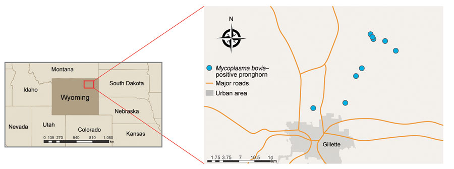 Locations of deaths in free-ranging pronghorn attributable to Mycoplasma bovis infection, Wyoming, USA, February–April 2019. Infections were geographically confined to northeast of state (demarcated in inset map).