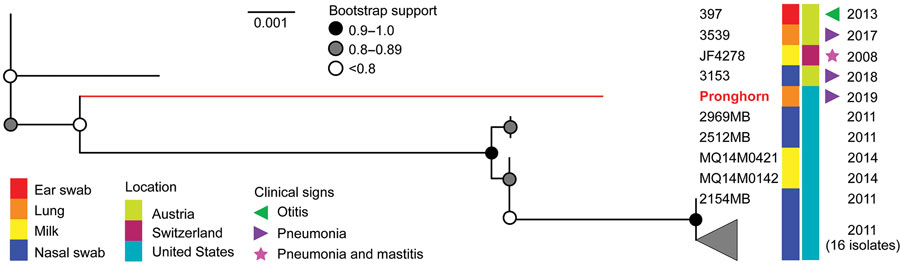Phylogeny of Mycoplasma bovis isolates from free-ranging pronghorn (red branch), Wyoming, USA, February–April 2019. Pronghorn were found to be divergent from all bovine isolates with a deletion of adh-1 gene but are most similar to those recovered from cattle in the United States. This unrooted maximum-likelihood tree (10,000 bootstrap replicates) comprises all available nontypeable isolates and is based on 6 of 7 sequence typing loci. The health status of cattle sampled during 2011–2014 is unknown, and the absence of reported clinical signs does not necessarily equate to absence of disease. Scale bar indicates substitutions per site.