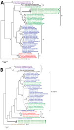 Thumbnail of Molecular phylogeny of Crimean-Congo hemorrhagic fever viruses from dromedary camel serum samples and ticks (green circles, thick branches), United Arab Emirates, 2019. A maximum-likelihood analysis of a 492-nt sequence of the viral small (S) segment (A) and 672-nt sequence of the viral medium (M) segment (B) were performed. Viruses are labeled by GenBank accession number, country of origin, isolate name, and year of identification and are colored according to S segment lineages fol