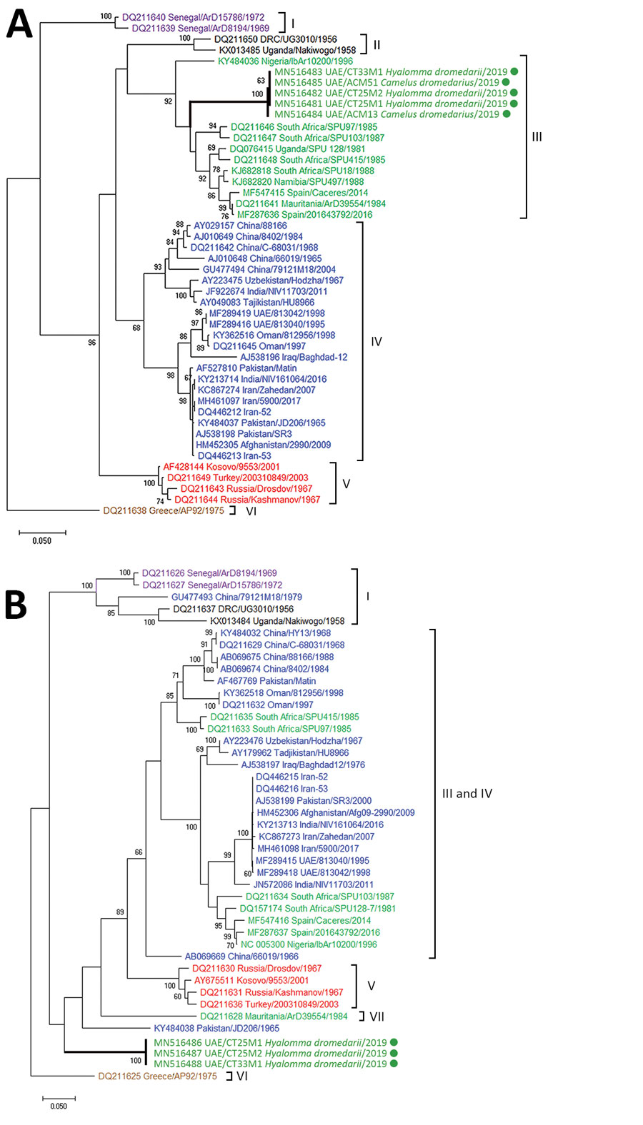 Molecular phylogeny of Crimean-Congo hemorrhagic fever viruses from dromedary camel serum samples and ticks (green circles, thick branches), United Arab Emirates, 2019. A maximum-likelihood analysis of a 492-nt sequence of the viral small (S) segment (A) and 672-nt sequence of the viral medium (M) segment (B) were performed. Viruses are labeled by GenBank accession number, country of origin, isolate name, and year of identification and are colored according to S segment lineages following the gr