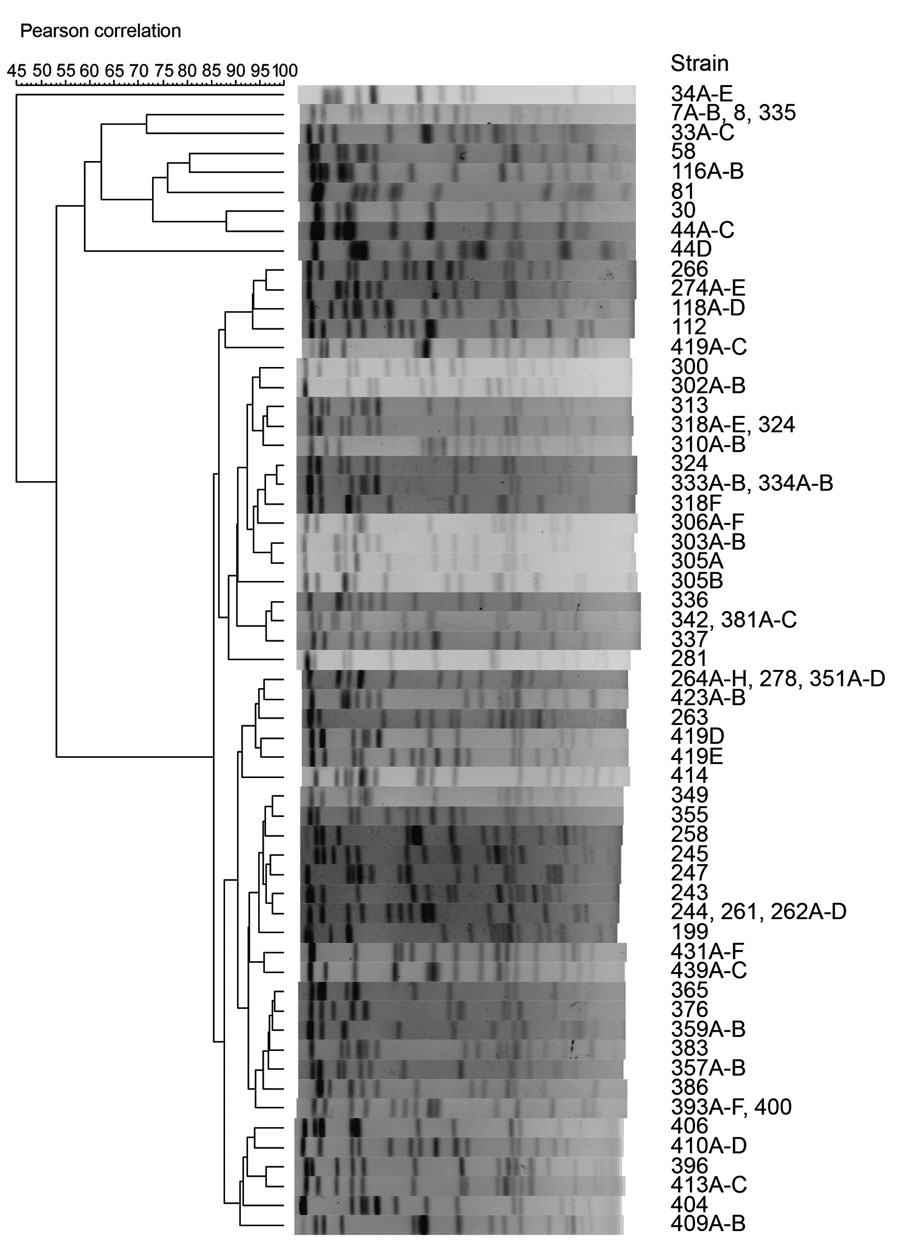Phylogenetic analysis of raccoon Escherichia albertii strains by pulsed-field gel electrophoresis (PFGE). XbaI-digested genomic DNA of 143 raccoon E. albertii strains isolated in this study were analyzed by PFGE. The dendrogram was constructed based on DNA fingerprints obtained (Appendix). The number in each strain name represents a specific raccoon identification number.