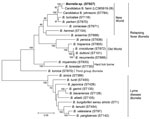 Phylogenetic analysis of Borrelia species based on 8 concatenated housekeeping genes (clpA-clpX-nifS-pepX-pyrG-recG-rplB-uvrA). Bold indicates Borrelia species identified in study of pathogenic New World relapsing fever Borrelia in a Myotis bat, eastern China, 2015. The tree was constructed by using the maximum-likelihood method in MEGA7 (https://www.megasoftware.net). Bootstrap values were calculated with 1,000 replicates. There were a total of 4,776 positions in the final dataset. Reference sequences of Borrelia species were downloaded from the Borrelia MLST database; the corresponding sequence type (ST) number of each Borrelia species is shown in parentheses. For Candidatus Borrelia fainii, the GenBank accession number is shown instead of an ST number because the 8 housekeeping gene sequences of Candidatus Borrelia fainii were only submitted to GenBank and no ST number was assigned. Scale bar indicates 5% divergence.  