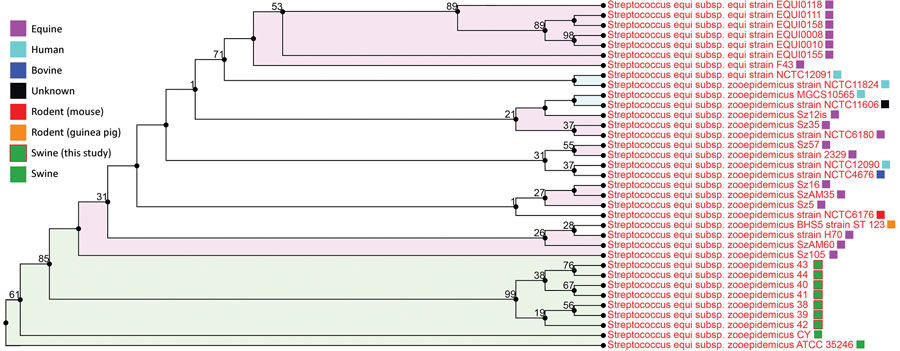 Phylogenetic tree (all-shared proteins) of Streptococcus equi subspecies zooepidemicus whole-genome sequences obtained from outbreak in pigs from Canada (blue blocks, PRJNA578379), compared with previously characterized genome sequences from GenBank (n = 28). Tree inferred using BLAST (https://blast.ncbi.nlm.nih.gov), followed by FastTree within the PATRIC package (5). Support values shown indicate the number of times a particular branch was observed in the support trees using gene-wise jackknif