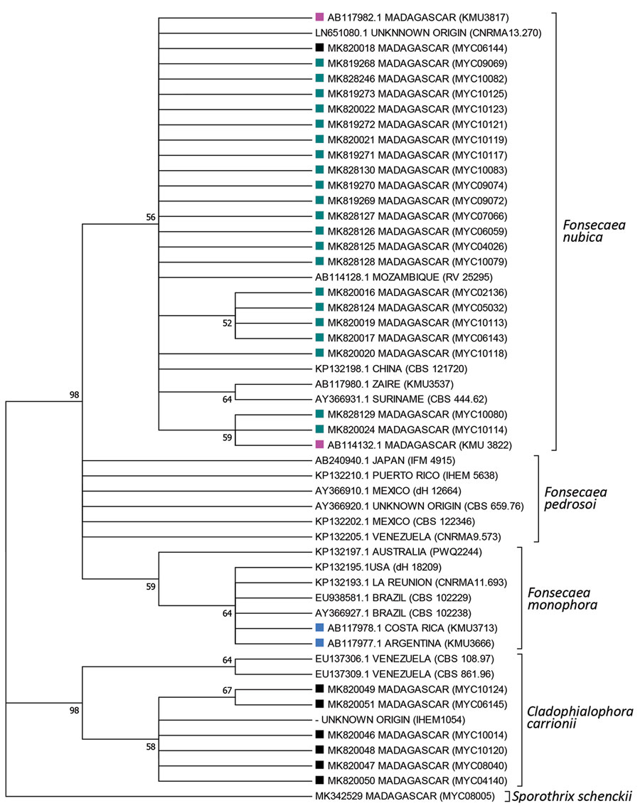 Phylogenetic tree of internal transcribed spacers sequences of fungal isolates from patients with chromoblastomycosis, Madagascar. Tree was constructed by using MEGA7.0 software (https://www.megasoftware.net) and applying the maximum-likelihood method based on the Kimura 2-parameter model (100 bootstrap replicates). Numbers along branches are bootstrap values. GenBank accession numbers are provided. Detailed information for strains is available (Appendix Table). Sporpthrix schenckii was used as 