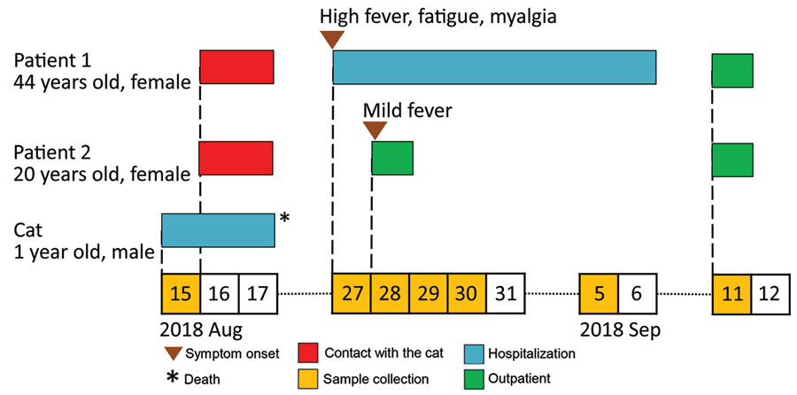 Timeline for transmission of severe fever with thrombocytopenia syndrome virus from cat to veterinary personnel in animal hospital, Japan, 2018. Patient 1, veterinarian; patient 2, veterinary technician.