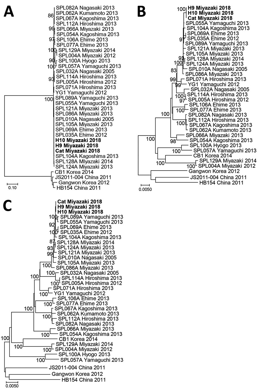 Phylogenetic analyses of severe fever with thrombocytopenia syndrome virus strains obtained from a cat and veterinary personnel in animal hospital, Japan, 2018. A) Small; B) medium; and C) large viral genomic RNA segments. Bold indicates H9/Miyazaki/2018 (from patient 1), H10/Miyazaki/2018 (from patient 2), and cat/Miyazaki/2018 (from cat). Scale bars indicate nucleotide substitutions per site.