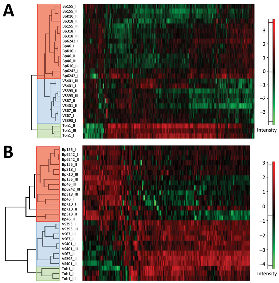 Heatmaps showing hierarchical clustering performed on Z-score normalized log2-transformed label-free intensity values of cell-associated (A) or secreted (B) protein fractions of historic and recent isolates of Bordetella pertussis from the Czech Republic and the Tohama I strain. Clustering of recent, historic, and Tohama I strains is indicated by red, blue, and green, respectively. Scale bars indicate intensity of proteins normalized by Z-score.