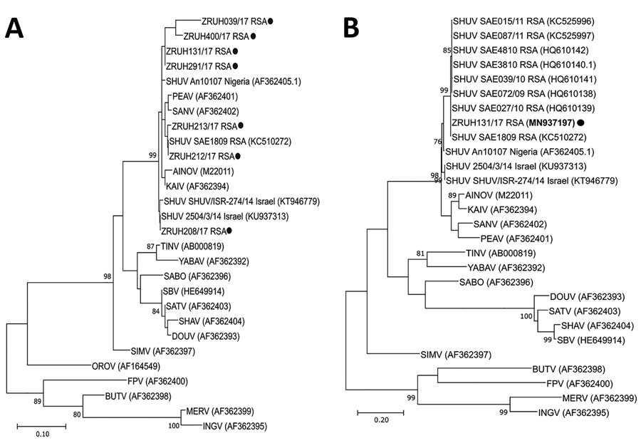 A) Phylogenetic confirmation that the orthobunyavirus small (S) segment specific reverse transcription PCR (14) positive products identified in this study clustered with SHUV strains. The 155-bp sequence of the nucleocapsid gene of the S segment of the human clinical isolates were aligned to SHUV strains previously identified in animals and other Orthobunyaviruses in the Simbu serogroup. The evolutionary history was inferred by using the maximum likelihood method and Kimura 2-parameter model. The tree with the highest log likelihood (−1043.27) is shown. The percentage of trees in which the associated taxa clustered together is shown next to the branches. Initial tree(s) for the heuristic search were obtained automatically by applying neighbor-joining and BioNJ algorithms to a matrix of pairwise distances estimated using the maximum composite likelihood (MCL) approach and then selecting the topology with superior log likelihood value. A discrete gamma distribution was used to model evolutionary rate differences among sites (5 categories [+G parameter = 0.6884]). This analysis involved 28 nt sequences. All positions containing gaps and missing data were eliminated (complete deletion option). There were a total of 151 positions in the final dataset. Evolutionary analyses were conducted in MEGA X (http://www.megasoftware.net). Black circles indicate the newly sequenced positive human samples (ZRUH208/17, ZRUH131/17, ZRUH219/17, ZRUH212/17, ZRUH213/17, ZRUH400/17, ZRUH039/17). B) Phylogenetic analysis of a human SHUV-positive case using a larger region of the S-segment amplified with SHUV-specific primers. The evolutionary history was inferred by using the maximum likelihood method and Tamura-Nei model. The tree with the highest log likelihood (−3135.73) is shown. The percentage of trees in which the associated taxa clustered together is shown next to the branches. Initial tree(s) for the heuristic search were obtained automatically by applying neighbor-joining and BioNJ algorithms to a matrix of pairwise distances estimated using the MCL approach and then selecting the topology with superior log likelihood value. A discrete gamma distribution was used to model evolutionary rate differences among sites (5 categories [+G, parameter = 0.3230]). This analysis involved 28 nt sequences. All positions containing gaps and missing data were eliminated (complete deletion option). There were a total of 324 positions in the final dataset. Evolutionary analyses were conducted in MEGA X. Black circle indicates the newly sequenced positive human strain (ZRUH131/17, GenBank accession no. MN937197). Sequence data are available upon request; numbers in parentheses for related strains indicate GenBank accession numbers. Scale bars indicate nucleotide substitutions per site. AINOV, Aino virus; AKAV, Akabane virus; BUTV, Buttonwillow virus; DOUV, Douglas virus; FPV, Faceys Paddock virus; INGV, Ingwavuma virus; KAIV, Kaikalur virus; KAIRV, Kairi virus; MERV, Mermet virus; OROV, Oropouche virus;  PEAV, Peaton virus; SABOV, Sabo virus; SANV, Sango virus; SATV, Sathuperi virus; SBV, Schmallenburg virus; SHAV, Shamonda virus; SHUV, Shuni virus; SIMV, Simbu virus; TINV, Tinaroo virus; THIV, Thimiri virus; YABA, Yaba-7 virus. 