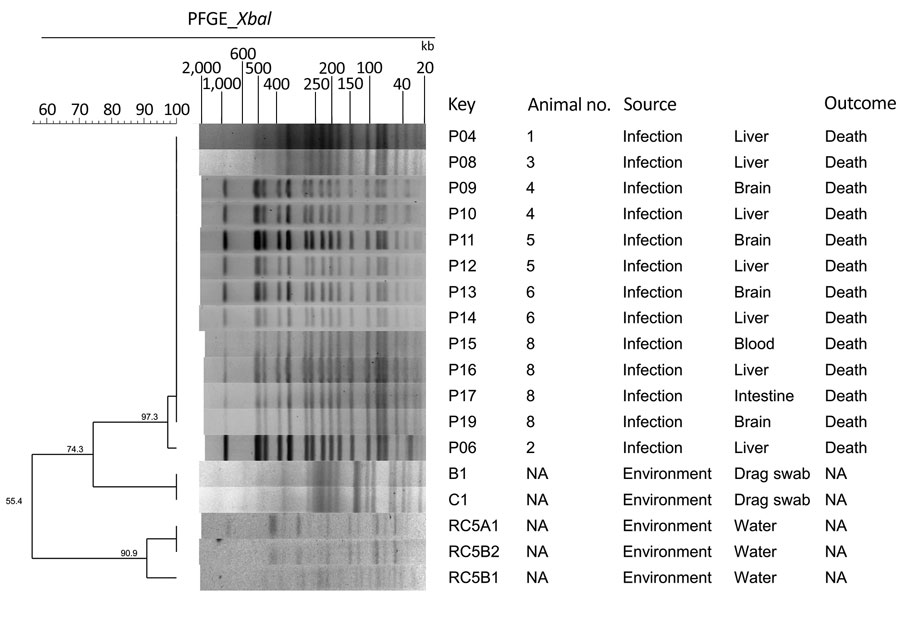 Dendrogram and pulsed-field gel electrophoresis (PFGE) typing of XbaI-restricted Klebsiella pneumoniae strains from captive marmosets in investigation of a fatal epizootic caused by highly virulent K. pneumoniae sequence type 86 in Brazil, 2019. PFGE profiles were defined based on 100% Dice similarity cutoff value of the UPGMA clustering method (1.5% optimization; 1.5% tolerance). The Universal Size Standard Strain H9812 (Salmonella Braenderup) was used as reference in all gels. NA, not applicable.