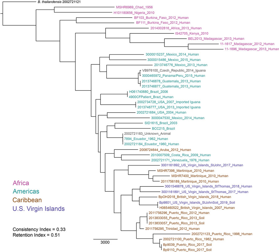 Maximum-likelihood phylogeny of Burkholderia pseudomallei isolates from patients and the environment in the US Virgin Islands and reference isolates available in GenBank from other countries in the Americas, Africa, and the Caribbean.
