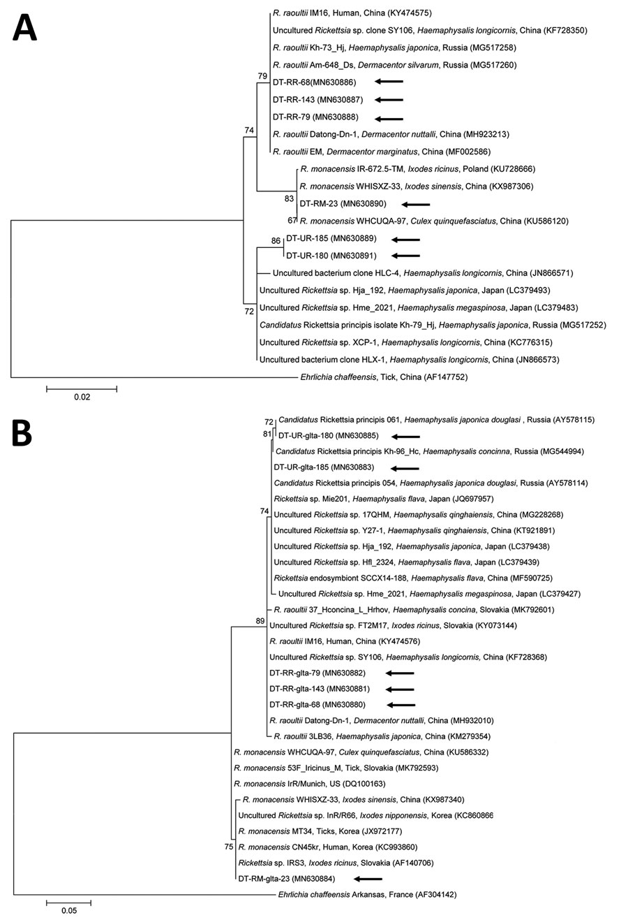 Phylogenetic trees constructed using the maximum-likelihood method based on nucleotide sequences of Rickettsia spp. from canine ticks, South Korea (black arrows), and reference sequences. A) 16S rRNA; (B) gltA. Ehrlichia chaffeensis sequences were used as outgroups. GenBank accession numbers for references sequences are shown with the sequence name. Branch numbers indicate bootstrap support (1,000 replicates). Scale bar indicates phylogenetic distance. 
