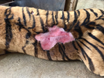 Thumbnail of Large nonhealing laceration, attributable to Leishmania infantum infection, extending from the left loin region to the left thoracic region of a tiger, southern Italy. 