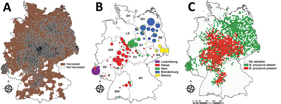 Characteristics of the geographic distribution of the raccoon roundworm (Baylisascaris procyonis). A) Geographic origin of 8,184 dissected raccoons and the German administrative districts (Landkreise) in which raccoons were harvested during 2017–2018. Dots indicate sampling sites. B) Population genetic structure of raccoons in Germany and Luxembourg. Reanalysis of the dataset by (5) but including 26 raccoons from Luxembourg (genotyped following [5]) and omitting animals from the city of Kassel (