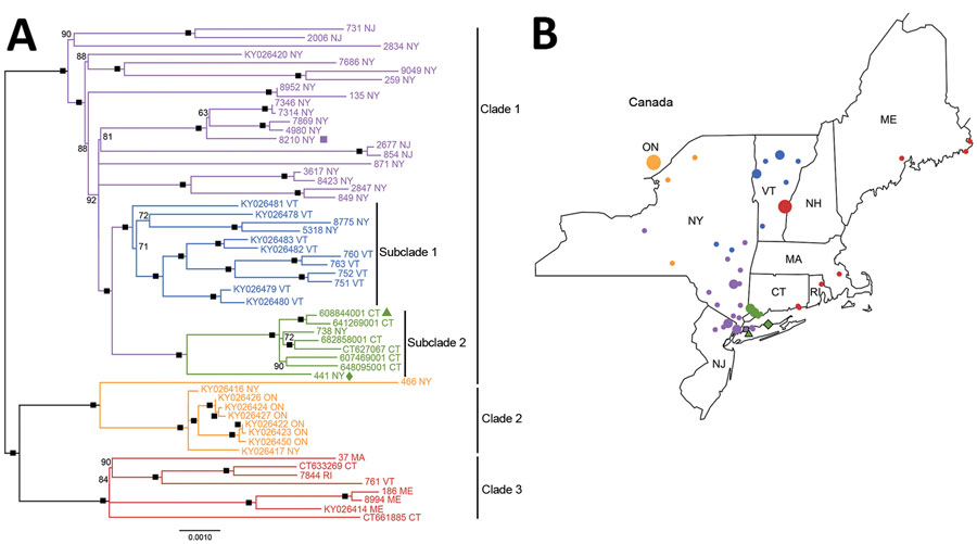 Maximum-likelihood whole-genome phylogeny and geographic location of rabies virus variants, northeastern United States and Canada, 2016–2017, including the rabid raccoon (green triangle), river otter (green diamond), and cat (purple square) found in raccoon rabies virus–free zones, Nassau and Suffolk Counties, Long Island, New York, USA . A) Midpoint-rooted, maximum-likelihood sequence analysis depicts the relationships among variants collected from New York, New Jersey, Massachusetts, Connectic