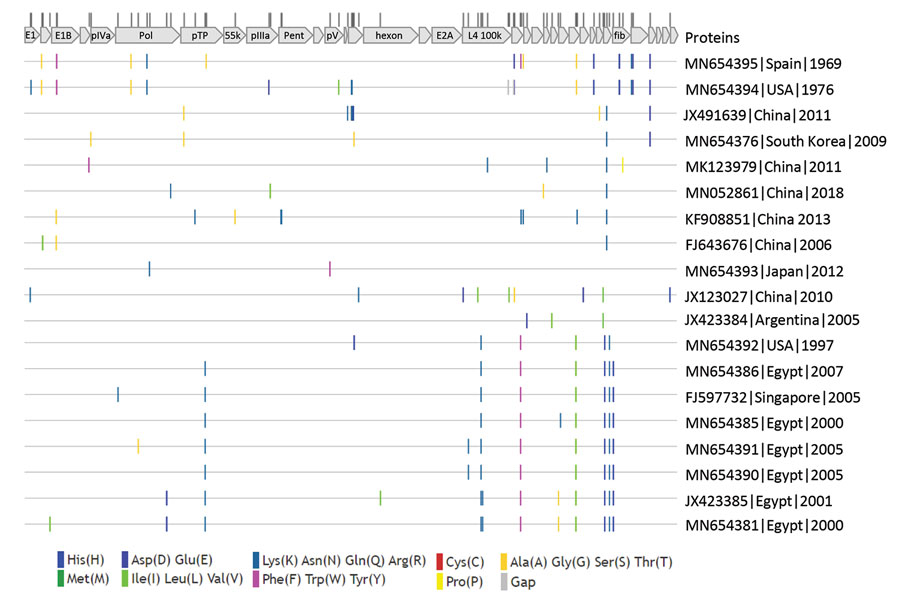 Protein sequence variations among human adenovirus type 55 strains for study of virus distribution, regional persistence, and genetic variability. Protein sequences were concatenated and aligned. Amino acid differences compared with the consensus were visualized with Highlighter software (https://www.hiv.lanl.gov/content/sequence/HIGHLIGHT/highlighter_top.html). Redundant sequences are not shown. The locations of proteins and variant amino acid residues are shown at top. GenBank accession number