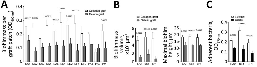 Increased susceptibility of collagen graft to biofilm formation compared with gelatin-graft. Graft patches were inoculated with indicated bacterial strains for 72 h and analyzed quantitatively and qualitatively, Zurich, Switzerland. A) Biofilm formation on the graft patches determined by optical density measurements. B) Total biofilm mass volume and maximal biofilm height, respectively, formed on the graft patches by the 3 clinical isolates—SA2, SE1, and EF— determined from the confocal laser sc
