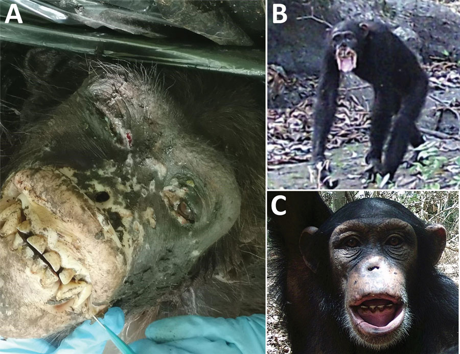 Yaws-like lesions in wild chimpanzees, Guinea. A) Yaws-like lesions observed during a necropsy of an adult female chimpanzee found in the Sangaredi area, Guinea. B, C) Camera trap images showing yaws-like lesions on adult (B) and juvenile (C) chimpanzees in Haut Niger National Park, Guinea.