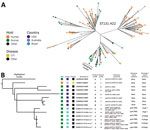 Thumbnail of Phylogenetic analysis of Escherichia coli ST131-H22 isolates from poultry in Brazil and reference sequences. A) Unrooted phylogeny of 146 E. coli ST131-H22 isolates based on core genome single-nucleotide polymorphisms with the host origin outlined. The cluster containing closely related isolates to the 6 isolates from Brazil is highlighted. B) Rooted phylogeny of closely related isolates from retail meat with APEC and a human isolate with our 6 APEC isolates. The highlighted cluster