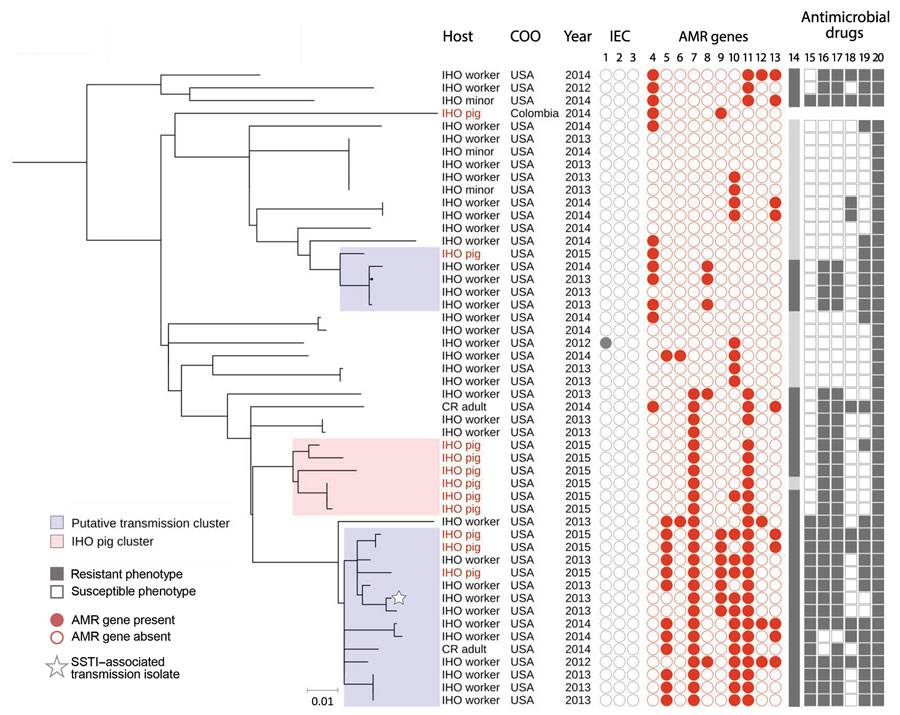 High-resolution population structure of clade 3 livestock-associated Staphylococcus aureus clonal complex (CC) 9 isolates from humans and livestock in North Carolina, USA, and reference isolates. A subset of 50 livestock-associated S. aureus CC9 isolates that were collected from IHO pigs, IHO workers, IHO minors, and CR adults were included in this midpoint-rooted maximum-likelihood phylogeny based on 1,198 core genome single-nucleotide polymorphisms. A single subclade, denoted as the IHO pig cluster, included only pig isolates from IHO-1 and was used to set a threshold of 43 SNPs for identifying transmission clusters; clusters of IHO pig and human isolates separated by <43 SNPs are considered transmission clusters. Two subclades included intermingled human and IHO pig isolates with a high degree of phylogenetic relatedness and were considered transmission clusters. IEC isolates are shown in columns 1, scn, 2, sak, and 3, chp. AMR genes are shown in columns 4, tet(K); 5, tet(L); 6, tet(T); 7, erm(A); 8, erm(C); 9, vga(A)LC; 10, lnu(A); 11, spc; 12, aadD; and 13, aac(6). MDRSA is shown in column 14. Antimicrobial drug resistance is shown in columns 15, fluoroquinolone resistance, considered phenotypic resistance to moxifloxacin; 16, lincosamide resistance, considered phenotypic resistance to clindamycin; 17, macrolide resistance, considered phenotypic resistance to erythromycin; 18, aminoglycoside resistance, considered phenotypic resistance to gentamicin; 19, tetracycline resistance,  considered phenotypic resistance to tetracycline; and 20, penicillin resistance. Scale bar indicates nucleotide substitutions per site. AMR, antimicrobial resistance; CR, community resident, a person with no known exposure to livestock; IHO, industrial hog operation; MDRSA, multidrug resistant S. aureus; SSTI, skin and soft tissue infection. 