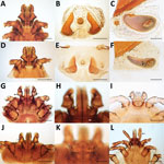 Thumbnail of Morphologic characteristics of ticks collected from dogs and cats in study of ectoparasites and vectorborne zoonotic pathogens of dogs and cats in Asia, 2017–2018. A–C) Male Rhipicephalus haemaphysaloides tick with hexagonal basis capitulum (A); typical sickle-shape adanal plates (B); and spiracular plate with comma shape, broad throughout its length (C). D–F) Male R. sanguineus tick with hexagonal basis capitulum (D); triangular adanal plates (E); and comma-shaped spiracular plate,