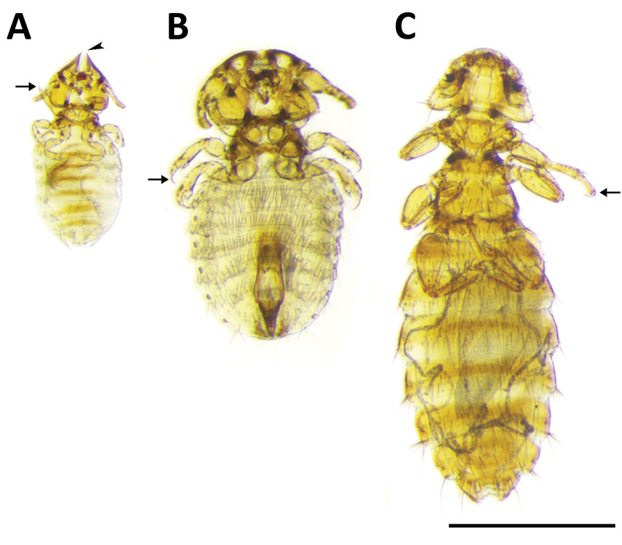 Chewing lice collected from dogs and cats in study of ectoparasites and vectorborne zoonotic pathogens of dogs and cats in Asia, 2017–2018. A) Female Felicola subrostratus louse with triangular head and pointed anteriorly. The median longitudinal groove (arrowhead) on the head fits around the shaft of the hair of the host. Thorax is short and legs are small, ending with a single claw (arrow). B) Trichodectes canis male louse with short thorax, flattened head with quadrangular shape, broader than