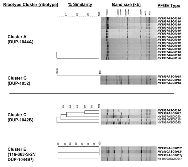 Comparison of AscI pulsed-field gel electrophoresis (PFGE) patterns for isolates from selected ribotype clusters. AscI PFGE types are shown for two clusters representing epidemiologically confirmed outbreaks (A and G), one ribotype cluster that was further discriminated by PFGE typing (C), and one cluster with overlapping PFGE and ribotype clusters (E). Isolates with &lt;3 bands difference are shown in bold. The percent similarity does not reflect true phylogenetic distance.