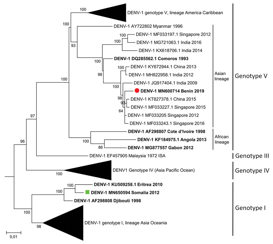 Maximum-likelihood phylogenetic tree of DENV-1 detected in a traveler who returned from Benin to France (red circle) along with other strains from Africa (bold), strain provided by the French National Reference Centre for Arbovirus (green square), and reference strains. The general time-reversible model (discrete γ distribution with evolutionarily Invariant sites) was used to construct the tree with 130 full-genome sequences. Bootstrap support values (percentage of 500 replicates) are shown at n