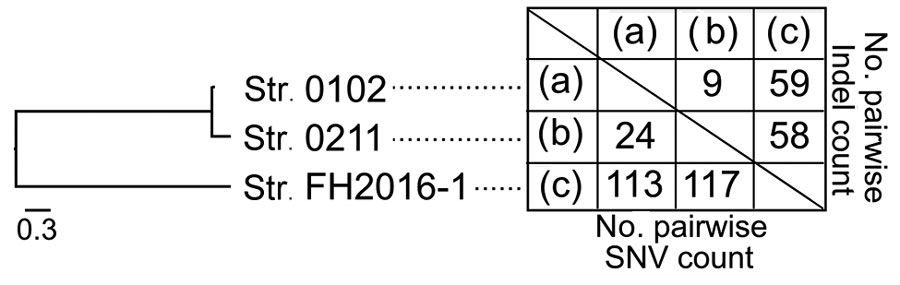 Genetic similarity among 3 selected strains of Corynebacterium ulcerans, Japan, 2001–2016. Strain 0102 is represented by (a), strain 0211 by (b), and strain FH2016–1 by (c). Numbers of SNVs and indels between strains are shown. A phylogenetic tree generated by SNV data are shown on the left. Indel, insertion/deletion; SNV, single-nucleotide variation.