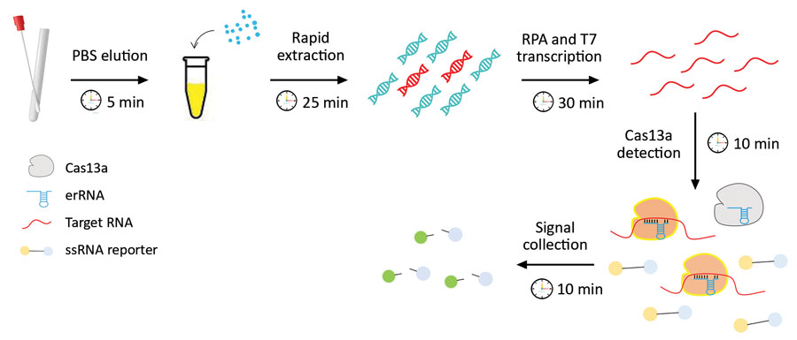 Schematic diagram of CRISPR-based diagnostic for rapid GBS screening. Swab samples are first eluted and followed by a rapid DNA extraction step where the bacterial cell walls are disrupted by a combination of chemical, physical, and heating effects. The extracted DNA is then subjected to the CRISPR/Cas reaction. The collateral nuclease activity of Cas proteins are activated upon specific binding of gRNA to the atoB gene. Fluorescent signal produced from cleaved probes is captured and indicates the presence of GBS. GBS, group B Streptococcus. gRNA, guide RNA; ssRNA, single-stranded RNA.