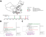 Thumbnail of Geographic and phylogenetic comparisons of SARS-CoV-2 isolates with closely related viruses. A) Locations in China where SARS-CoV-2 first emerged (Wuhan), and were closely related viruses were found, including SARSr-Ra-BatCoV RaTG13 (Pu’er), Pangolin-SARSr-CoVs (Guangzhou and Nanning), and SARSr-Rp-BatCoV ZC45 (Zhoushan). Time of sampling and percentage genome identities to SARS-CoV-2 are shown. *Guangzhou and Nanning. The geographic origin of smuggled pangolins remains unknown. B, 