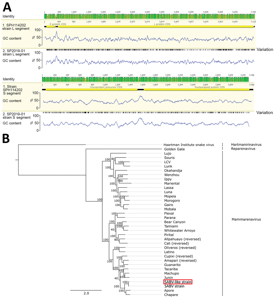 Genomic and phylogenetic analysis of SABV-like mammarenavirus (SP2019-01) from a patient with fatal hemorrhagic fever, Brazil, 2020. A) Genome plots comparing strain SP2019-01 with SABV strain SPH114202, showing identity throughout the genome and variant sites (black lines). B) Maximum-likelihood tree of SP2019-01 (red box) based on the alignment of arenavirus sequences. Tree was rooted in the Haartman Institute virus isolate sequence, and bootstrap values are shown next to the branches. CDS, co